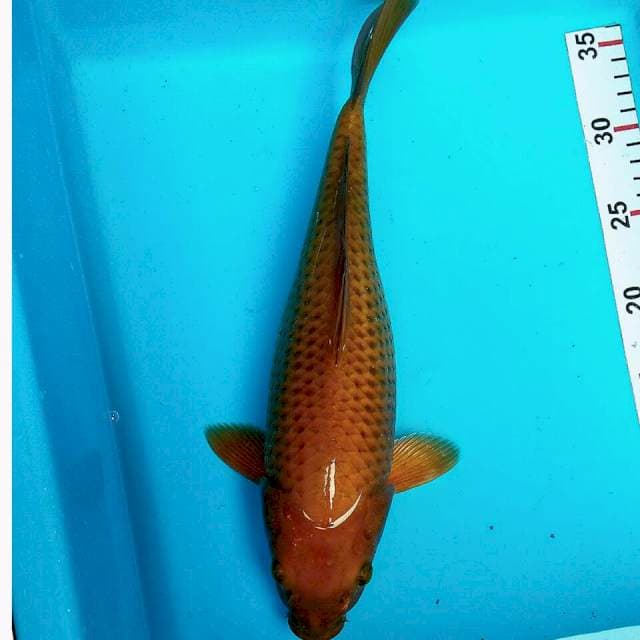 Chagoi tembaga 35cm