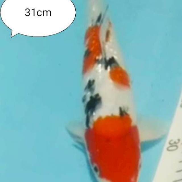 Kohaku sanke ginrin 31cm