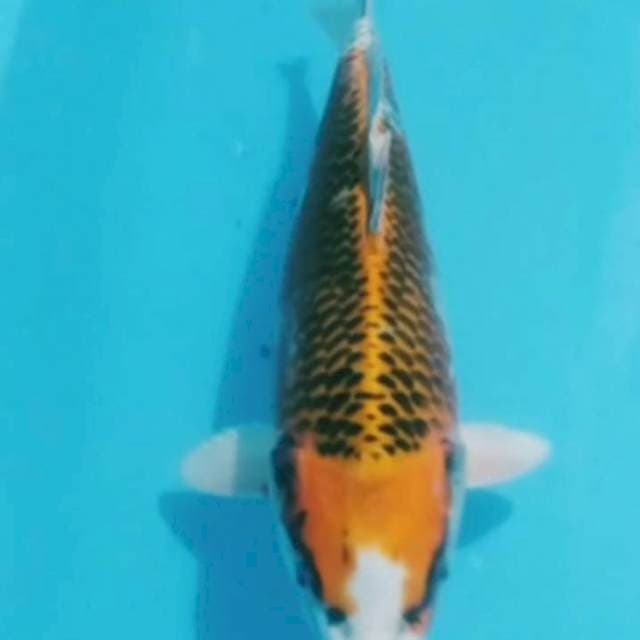 Kujaku 33cm