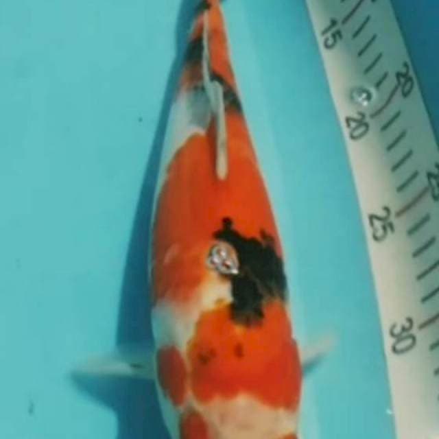 Sanke 32cm