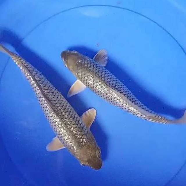 Ginrin 27-29 cm