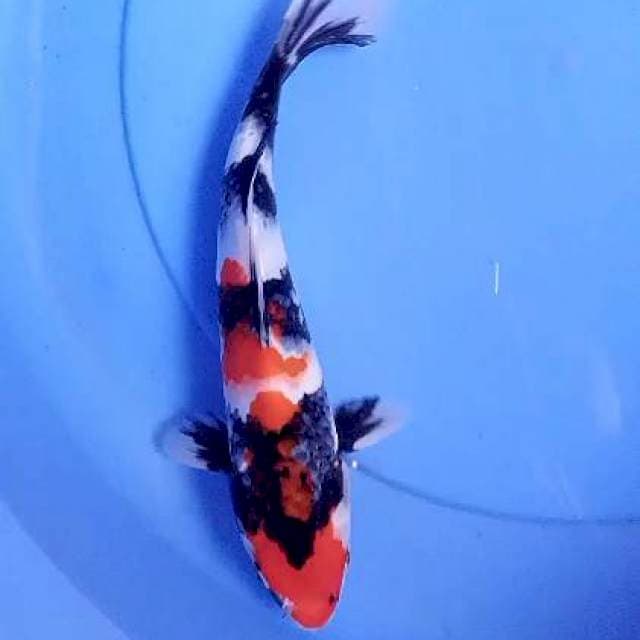 Showa 29 cm