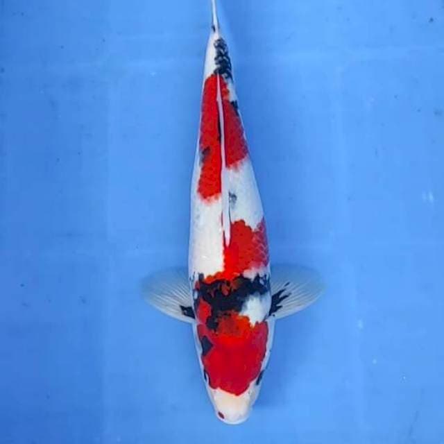 Showa 36cm
