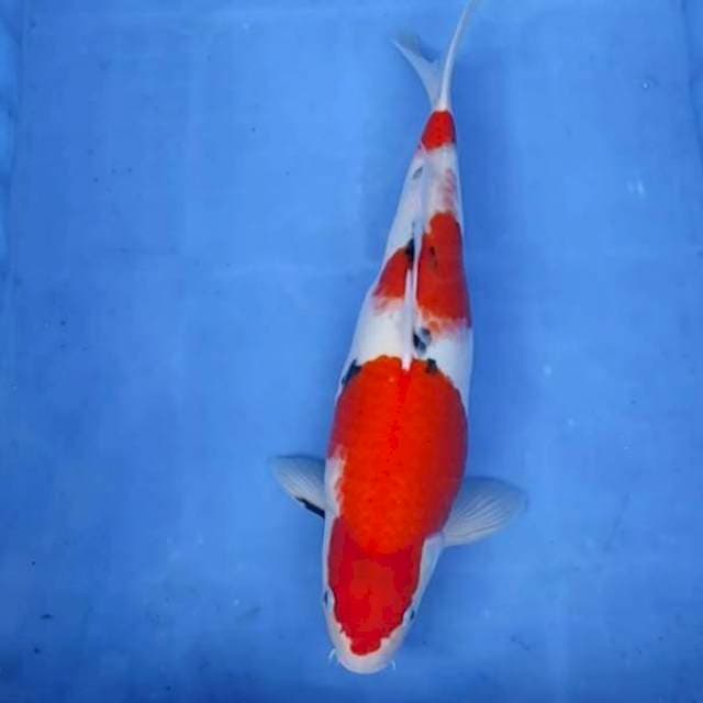 Sanke 36cm