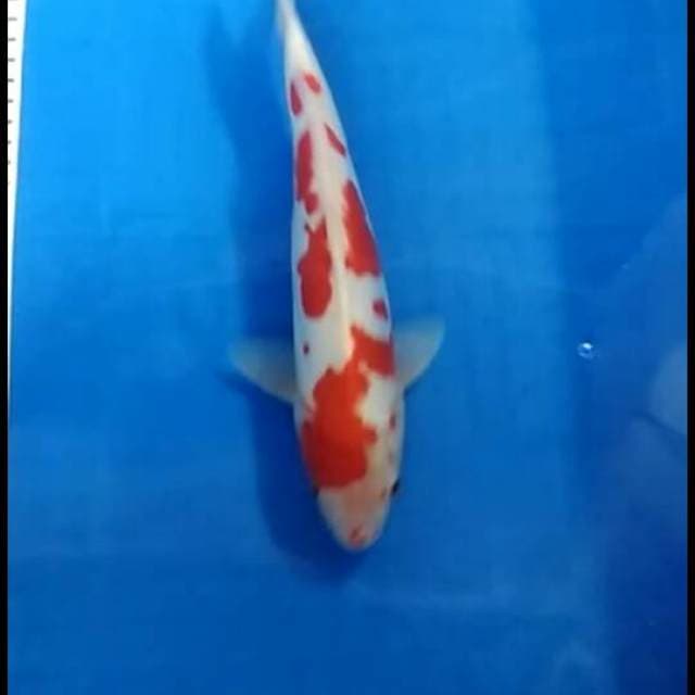 RED KOHAKU DOITSU CIAMIK 35UP