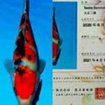 Sanke 33cm important Sakai Fish Farm