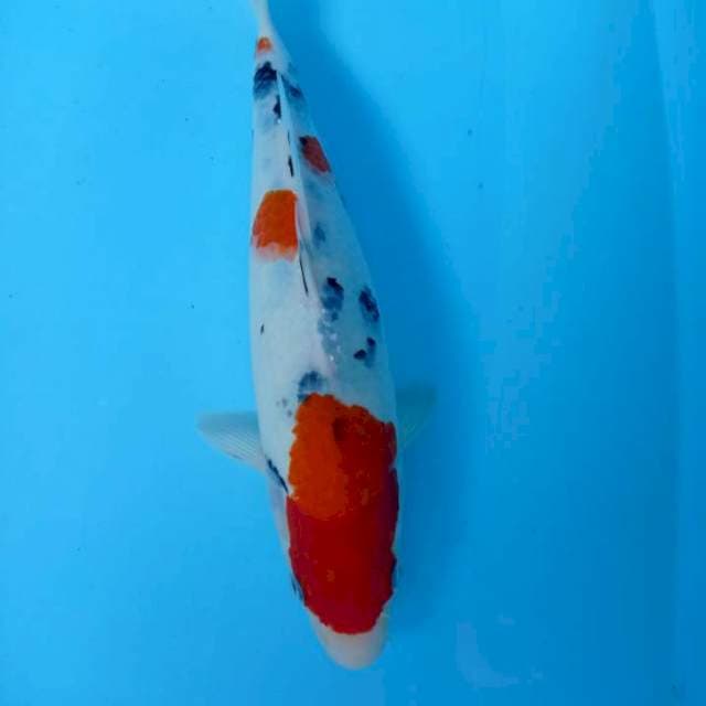 Sanke 30cm