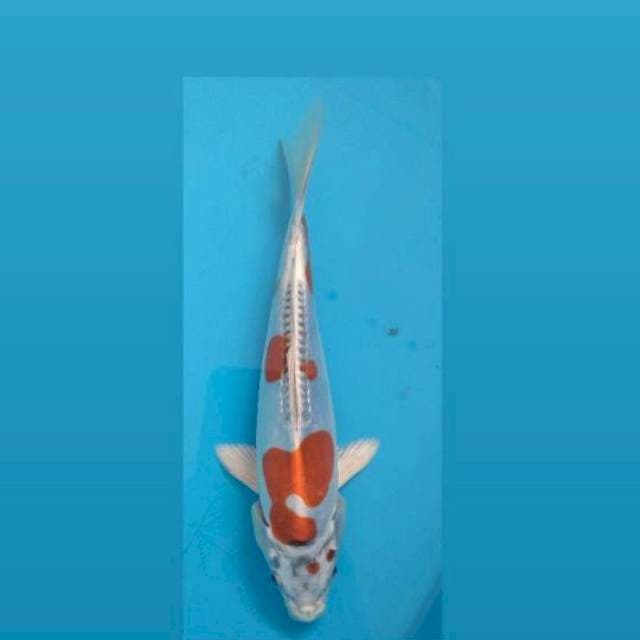 Beni Kikokuryu 20Cm