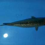 Sora