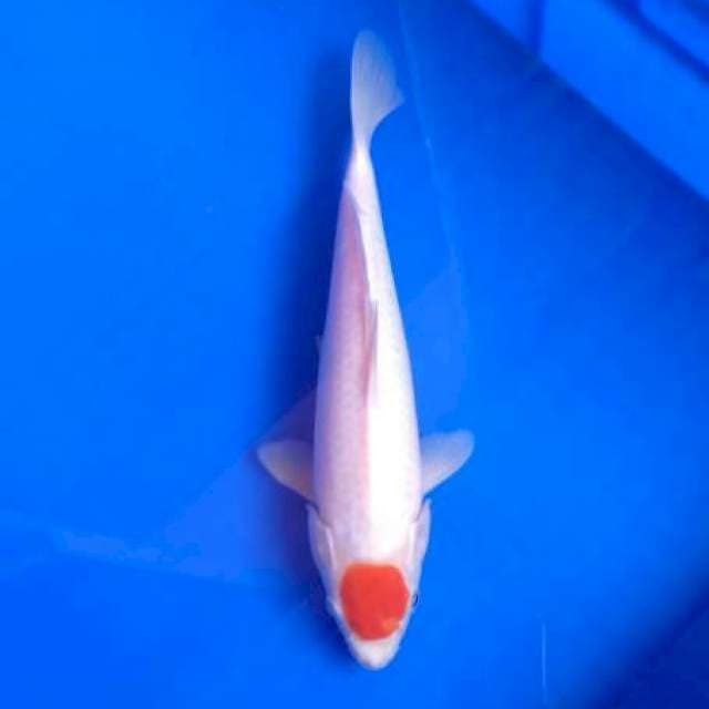 Tancho 28 cm