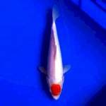 Tancho 28 cm