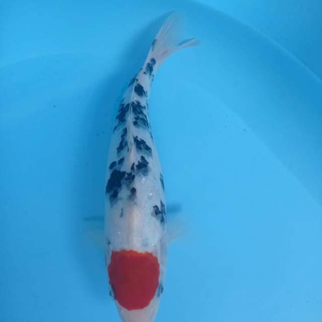 Tanco Sanke 28cm