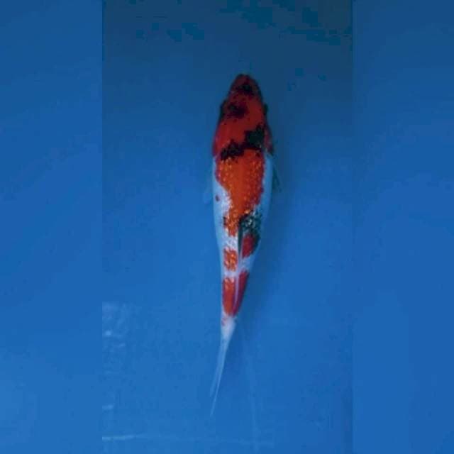 Showa Gindrin 20cm