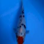 Tancho Kohaku 30cm