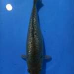Soragoi 32cm