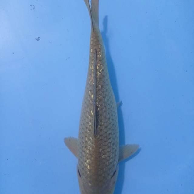 Midori 30cm