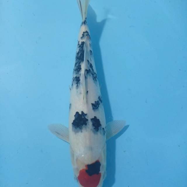 Tancho Sanke 30cm