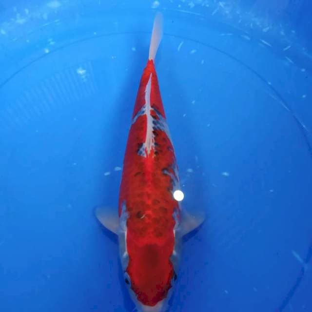 Ghosiki Red Strong size 35cm