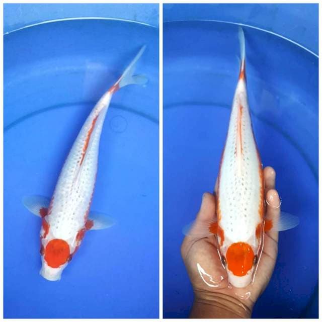 TANCHO YUKI ASAGI SPECIAL UNIQUE 31CM