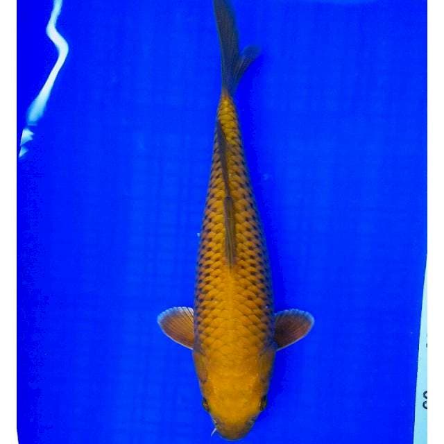 Chagoi tembaga 34cm