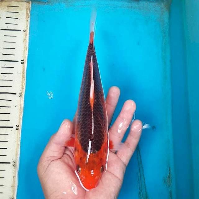 AKAMATSUBA 25cm