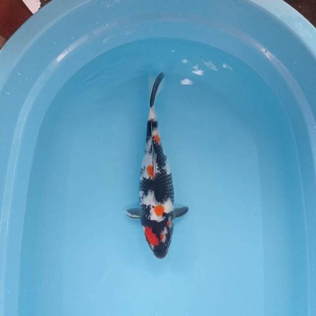 Showa 30cm