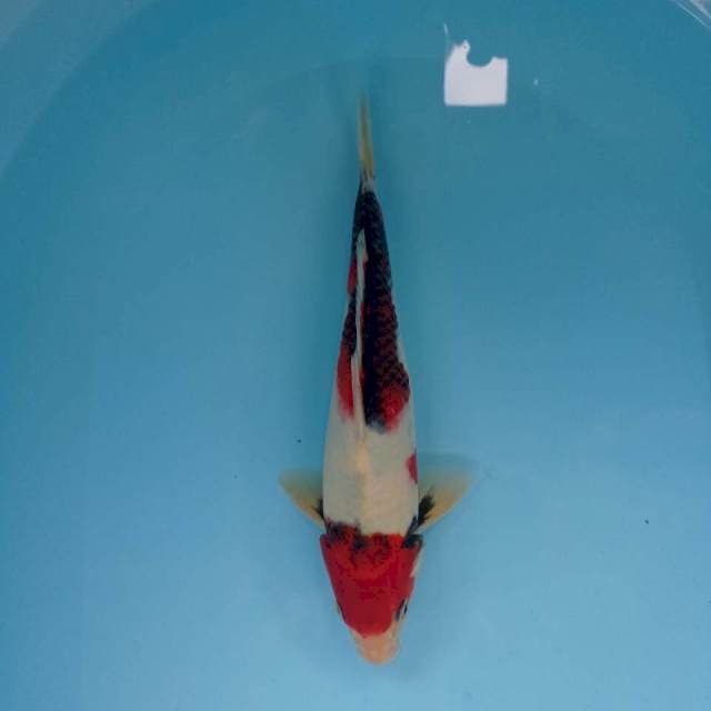 Showa 28cm