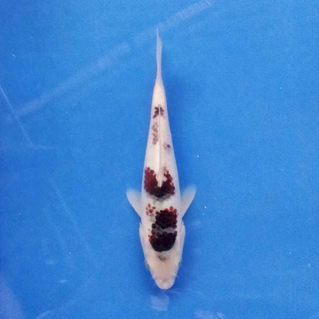 Tategoi Goromo