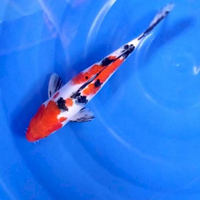 B. Tsubo Sumi Menkaburi