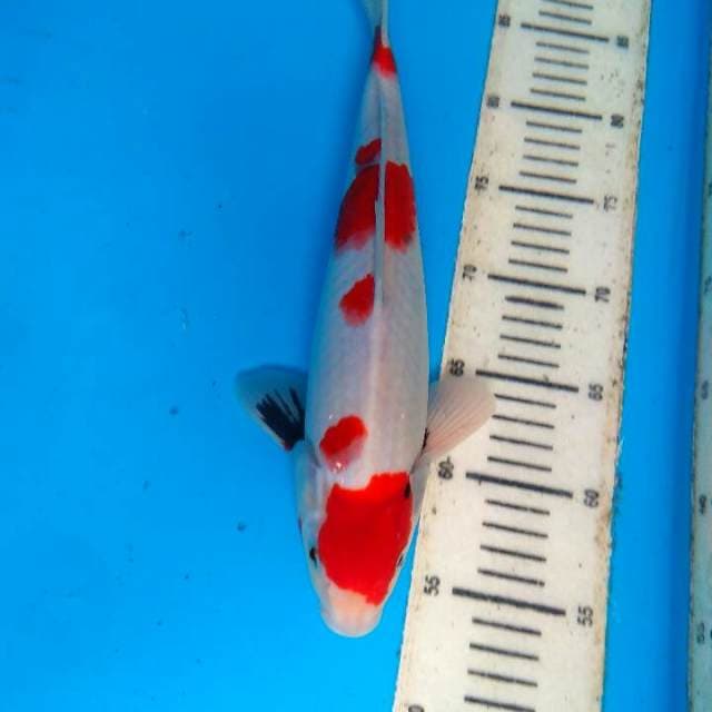 Showa 32cm