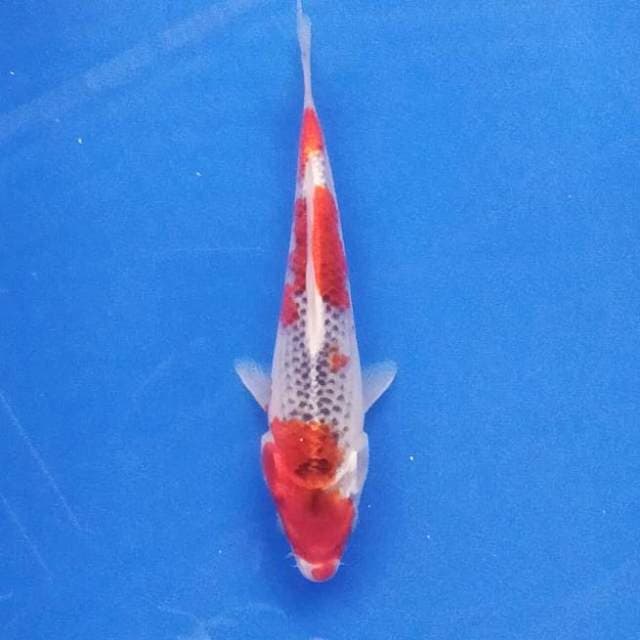 Goshiki