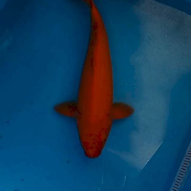 Benigoi 38cm