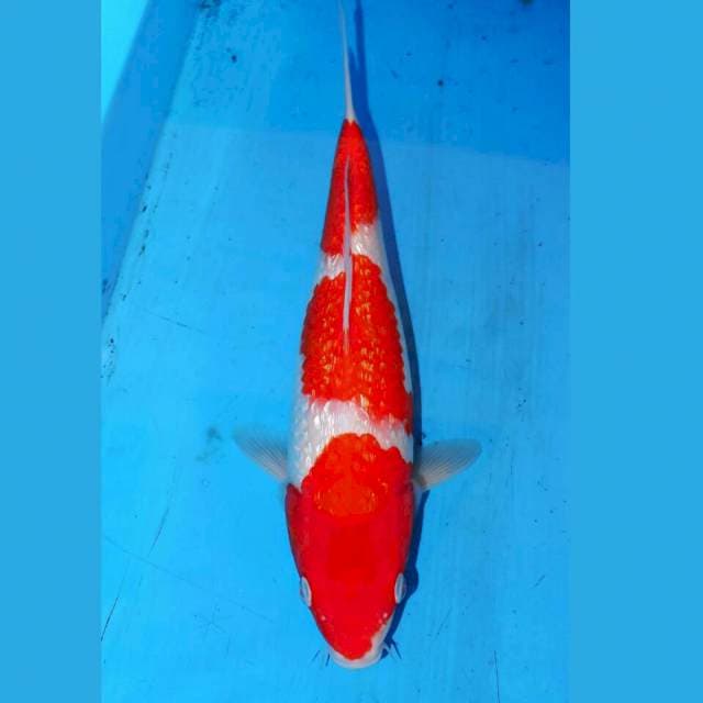 30cm SANDAN KOHAKU GINDRIN
