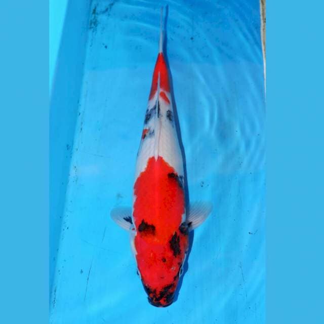 33cm KINDAI SHOWA 