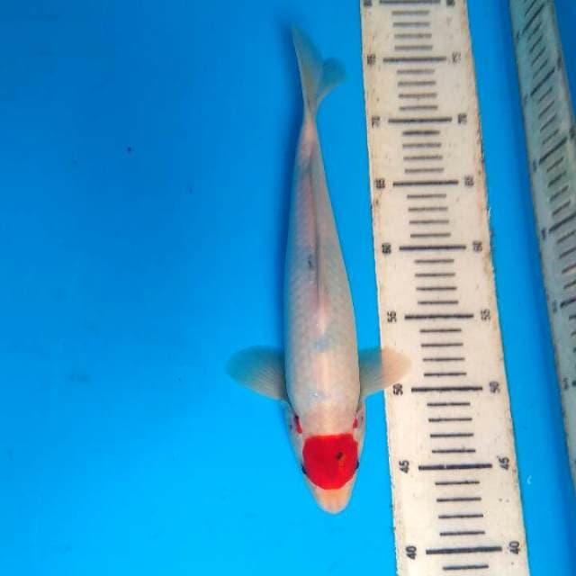 T showa tategoi 32cm