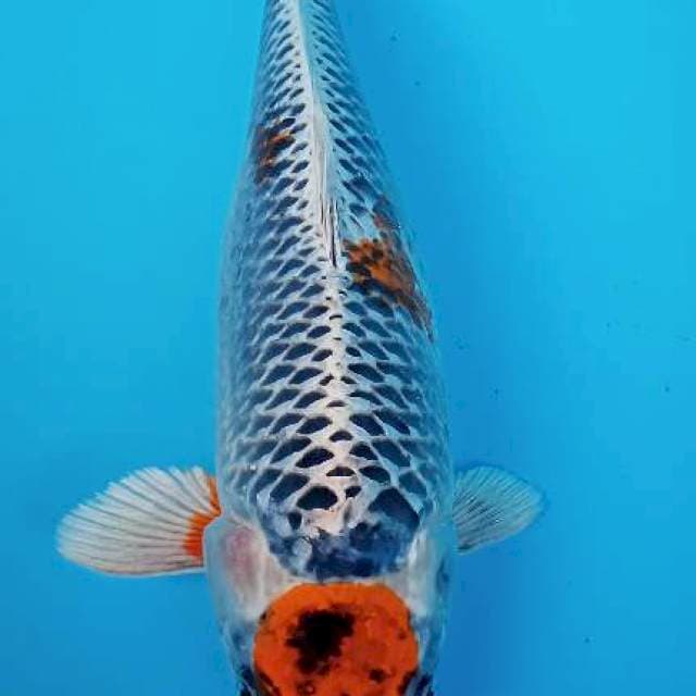 MARUTEN KUJAKU 39CM