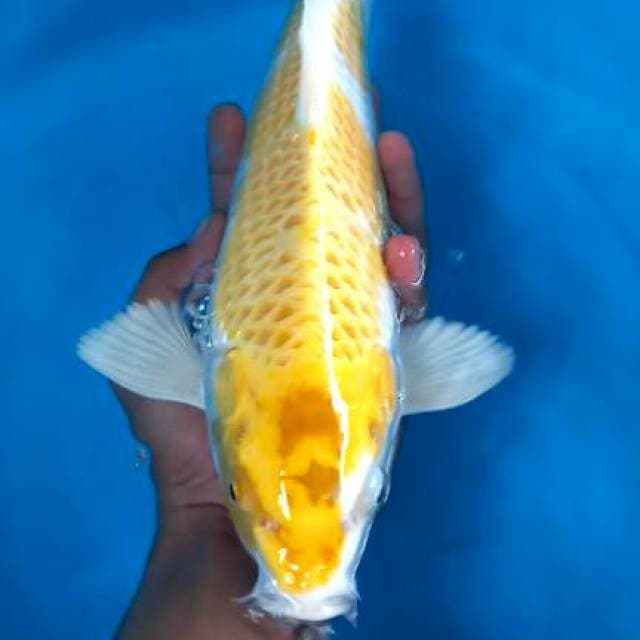 Hariwake female 34cm