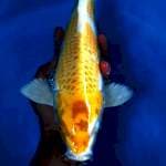 Hariwake female 34cm