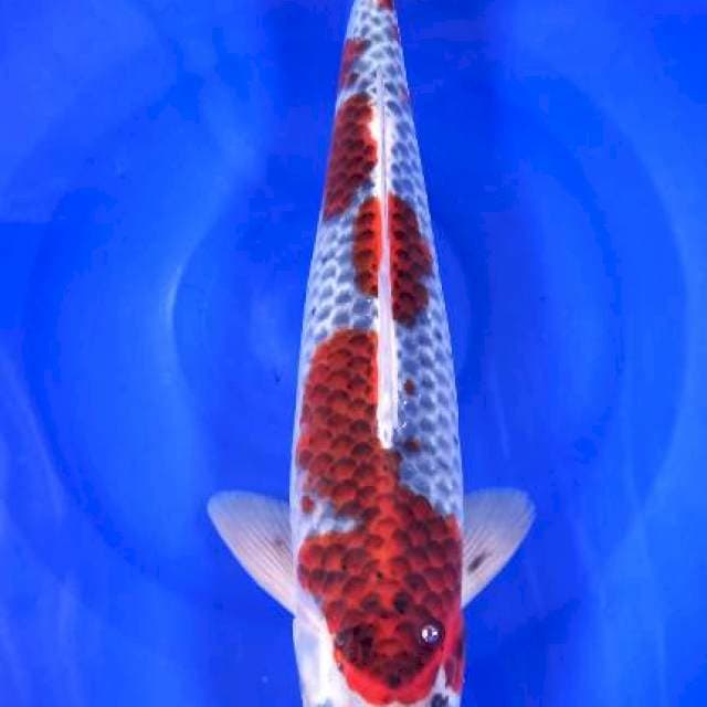 Goshiki strong 38cm male