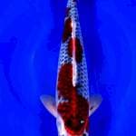 Goshiki strong 38cm male