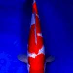 Kohaku strong 36cm 