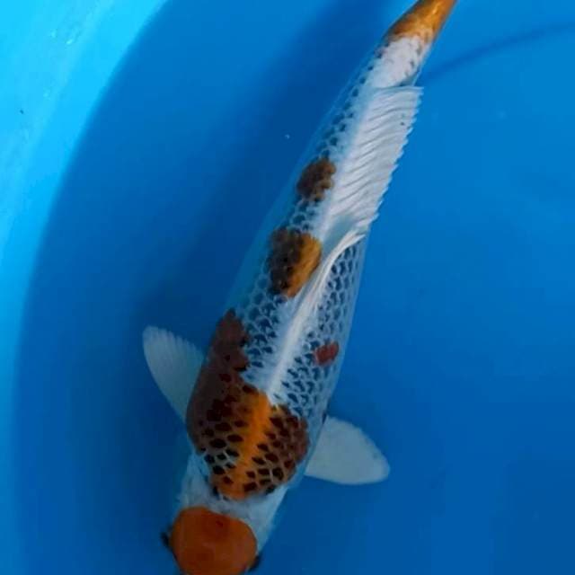 Maruten kujaku 30cm
