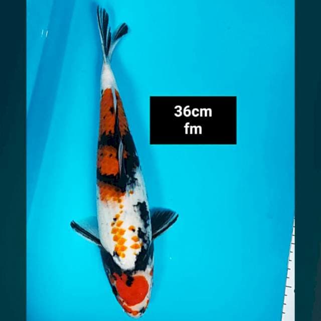 Maruten kanoko 36cm