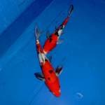 Red Sanke F1 27 cm & 23 cm