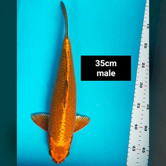 Chagoi merah 35cm male