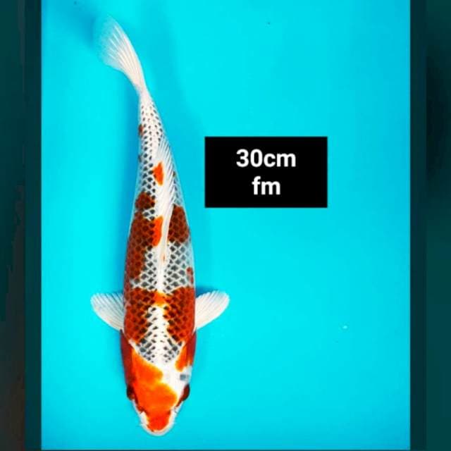 Kujaku strong 30cm