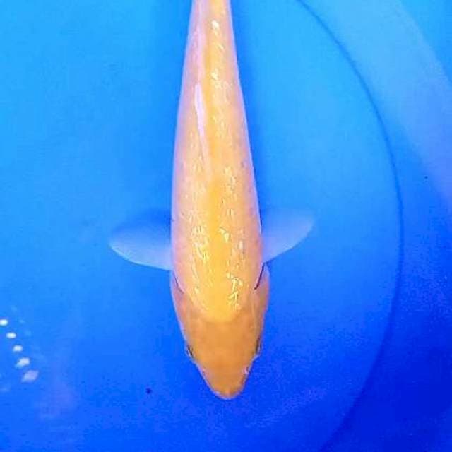 Karasi ginrin 31 cm