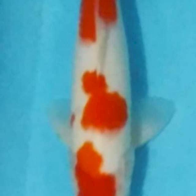 KOHAKU 3STEP ORI 30BU