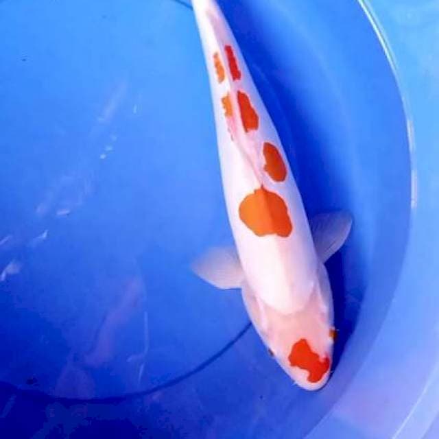 Doitsu jumbo 41 cm