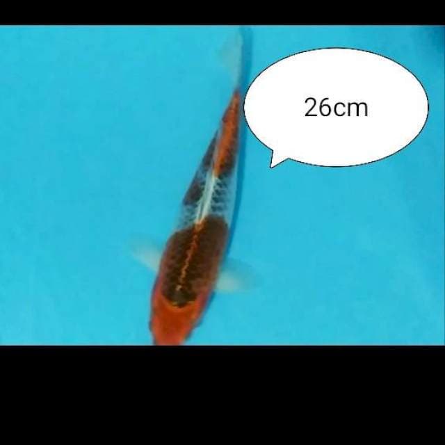Gosiki 26cm 